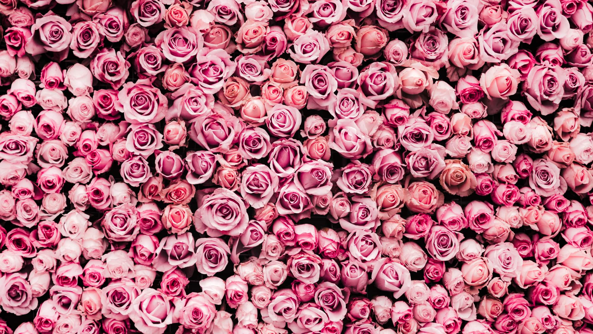 The Best Rose Perfumes When You Think You Hate Rose - Indira San Francisco