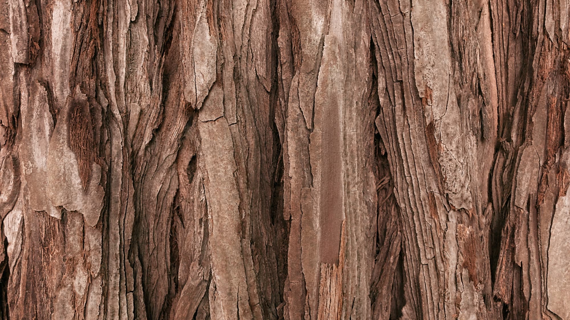 What Does Oud Smell Like? A Beginner's Guide to the World's Most Prized Scent - Indira San Francisco