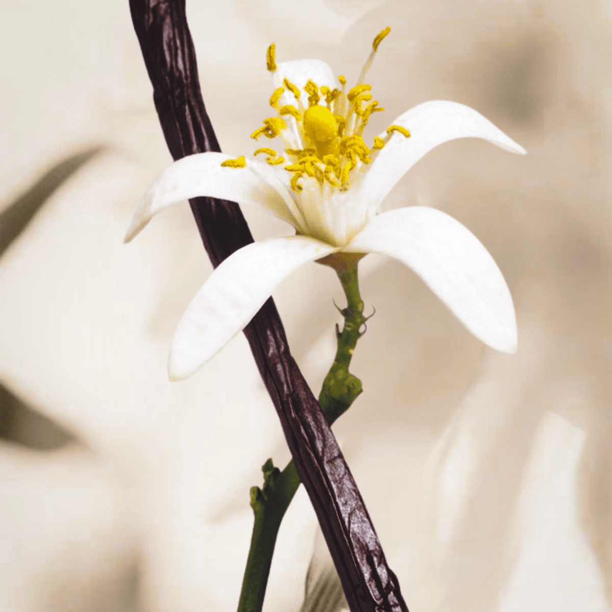 VANILLA MUSE - Indira San Francisco